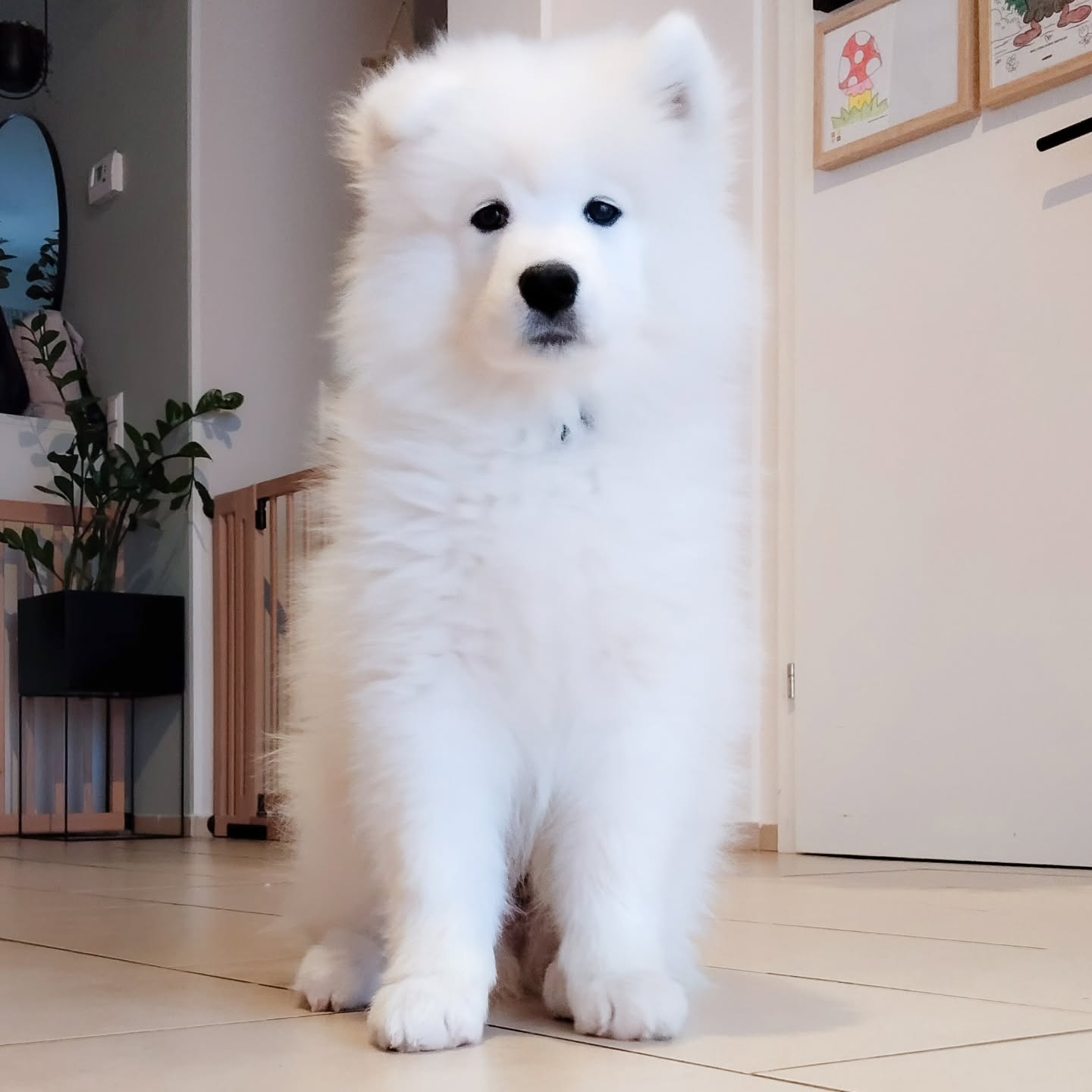 Samoyed Puppies For Sale Near Me