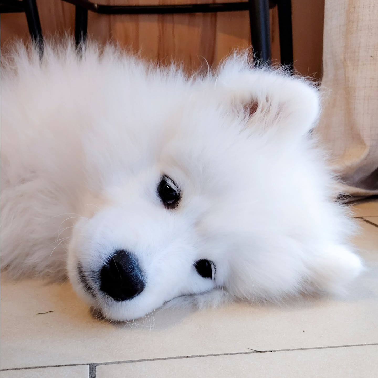 Samoyed Puppies For Sale Near Me