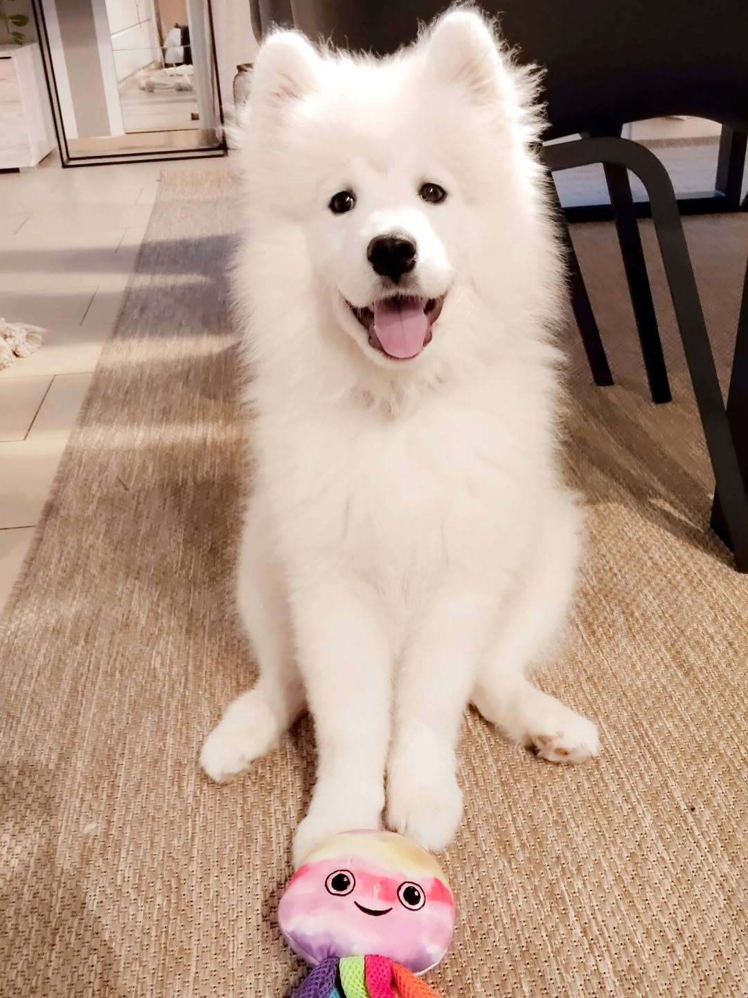 Samoyed Puppies For Sale Near Me