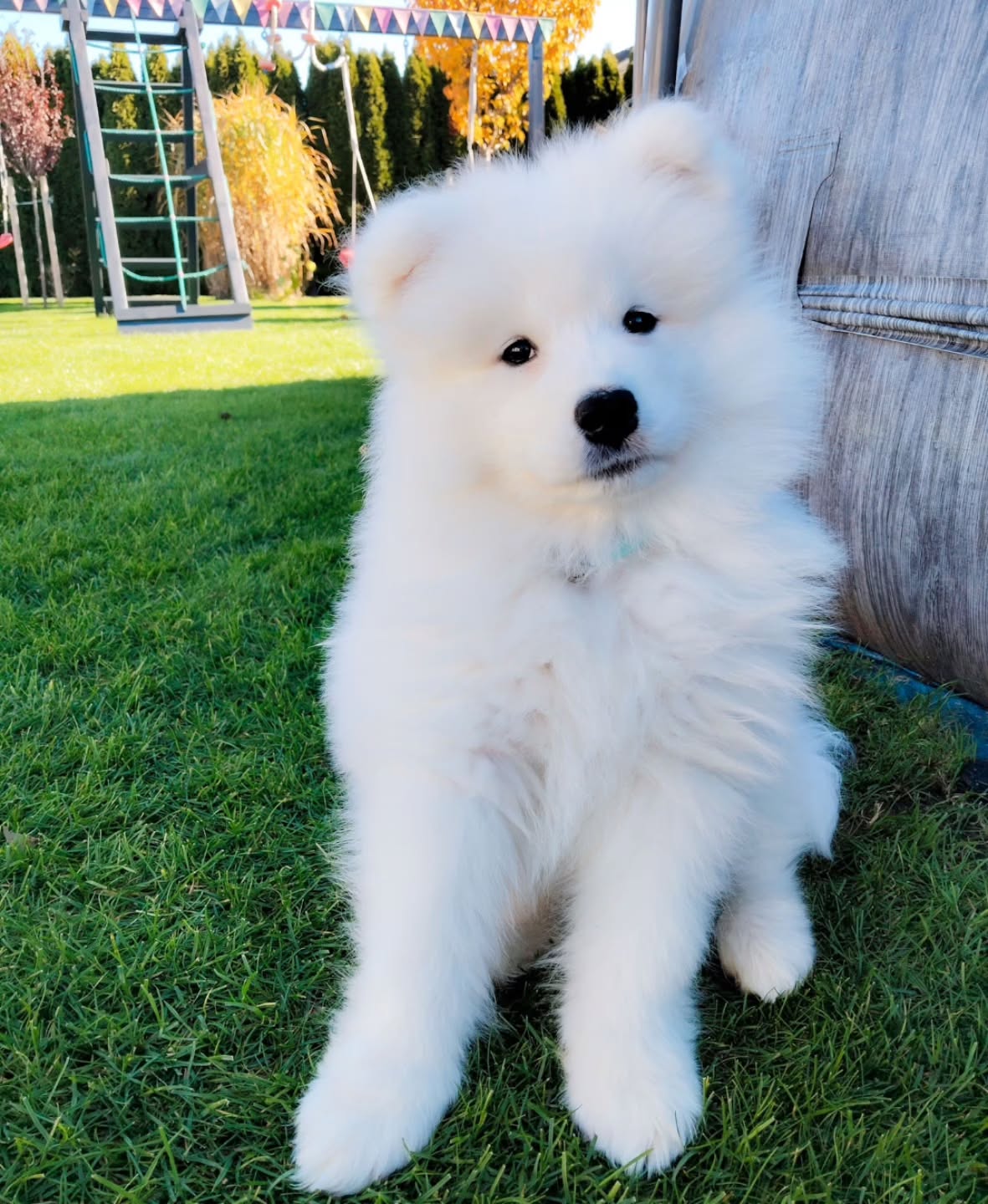 Samoyed Puppy For Sale
