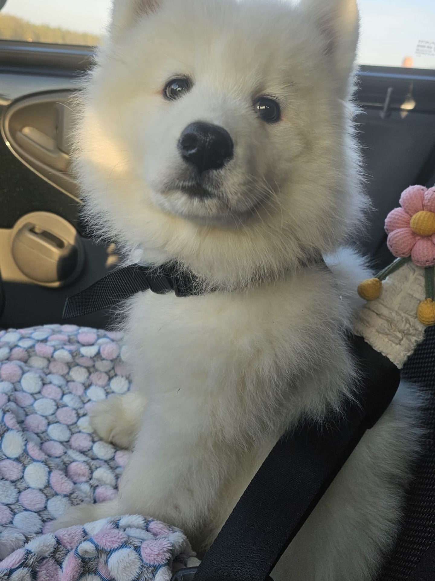 Samoyed Puppies For Sale Near Me
