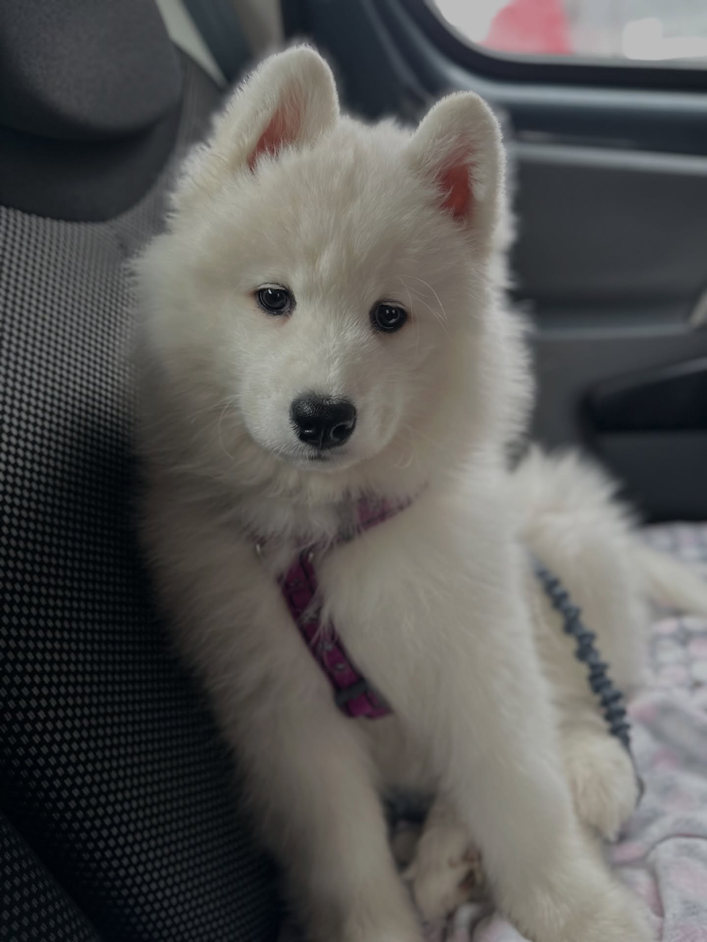 Samoyed Puppies For Sale Near Me