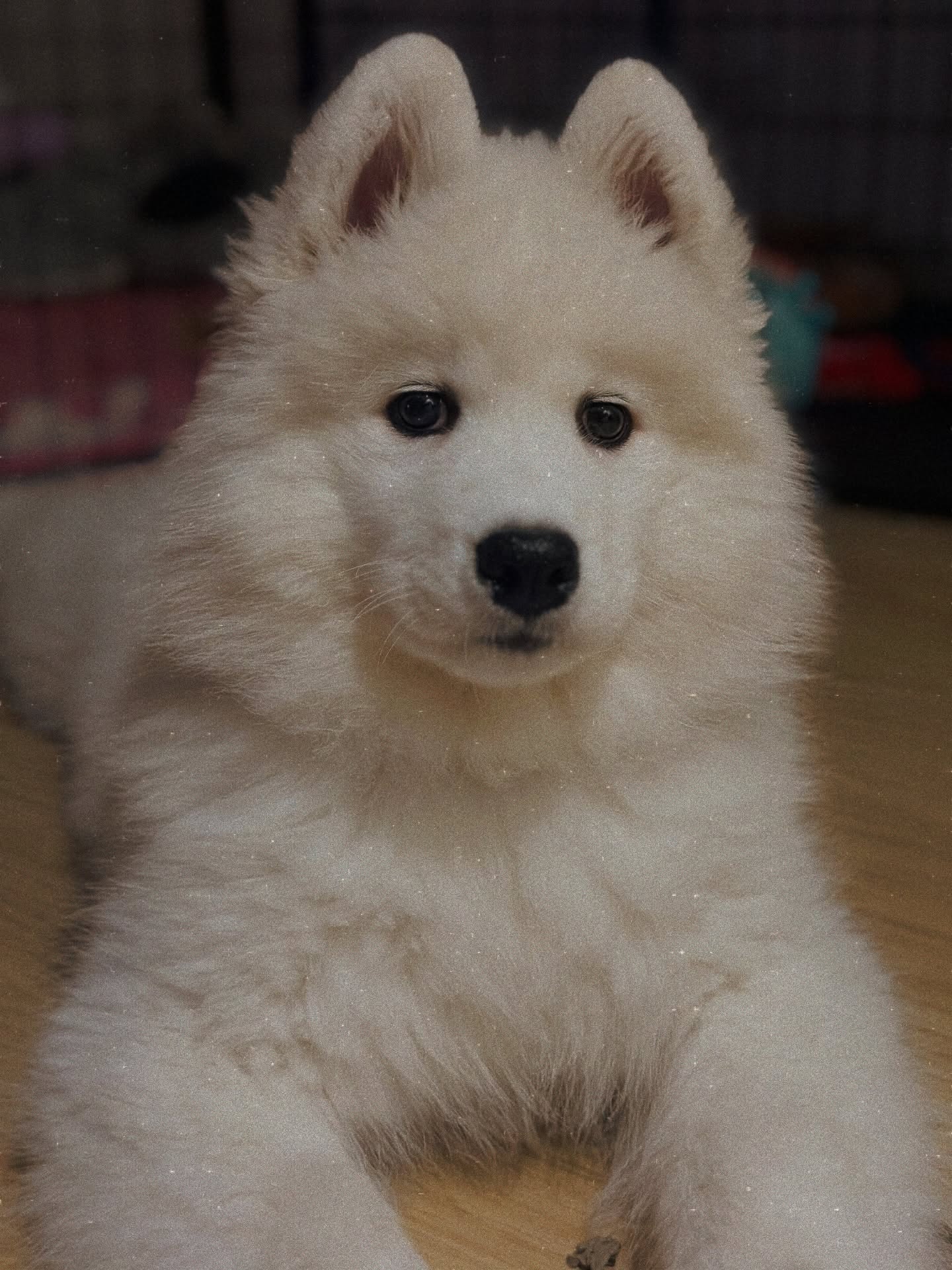 Samoyed Puppies For Sale Near Me