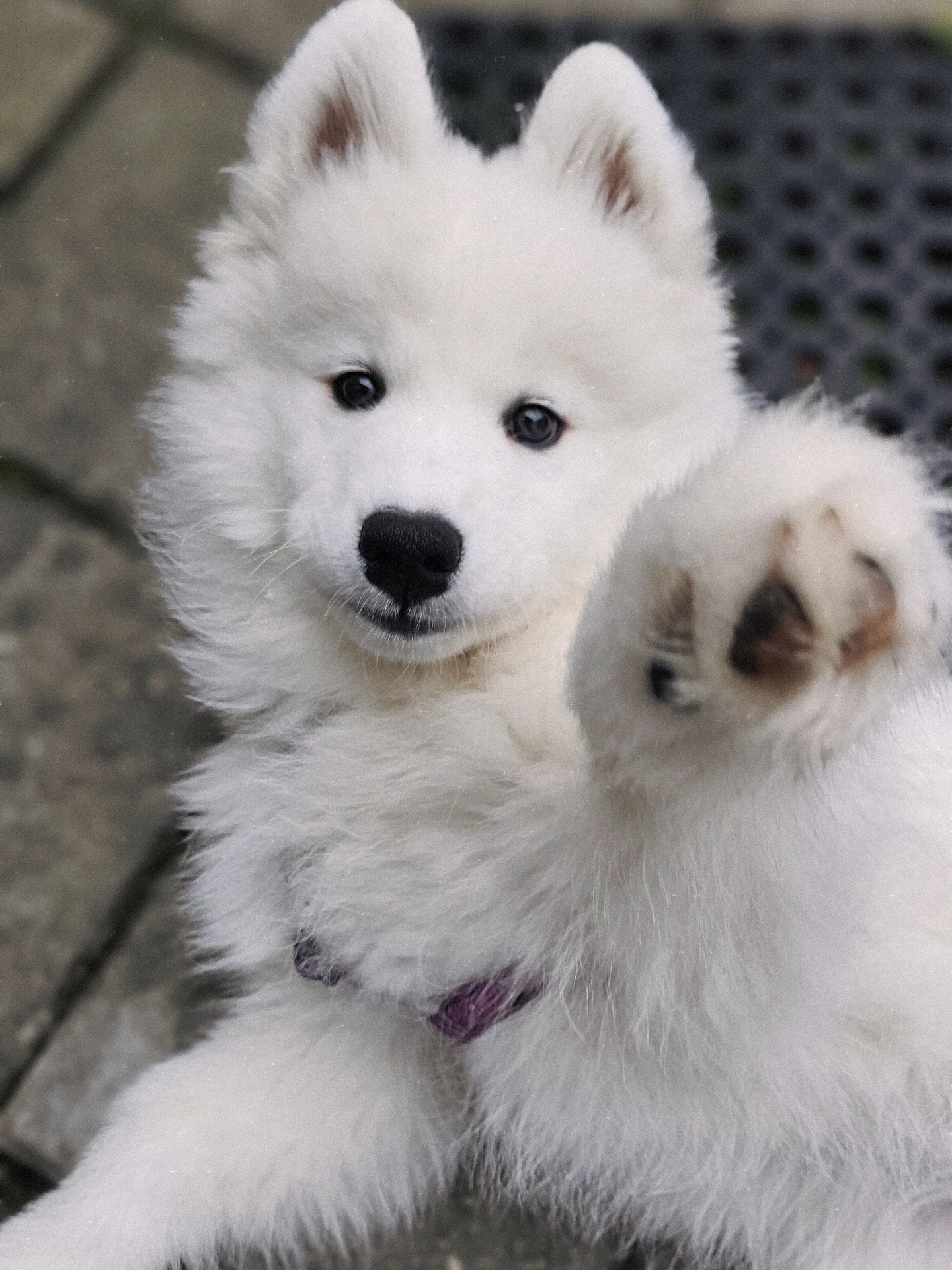 Samoyed Puppies For Sale Near Me