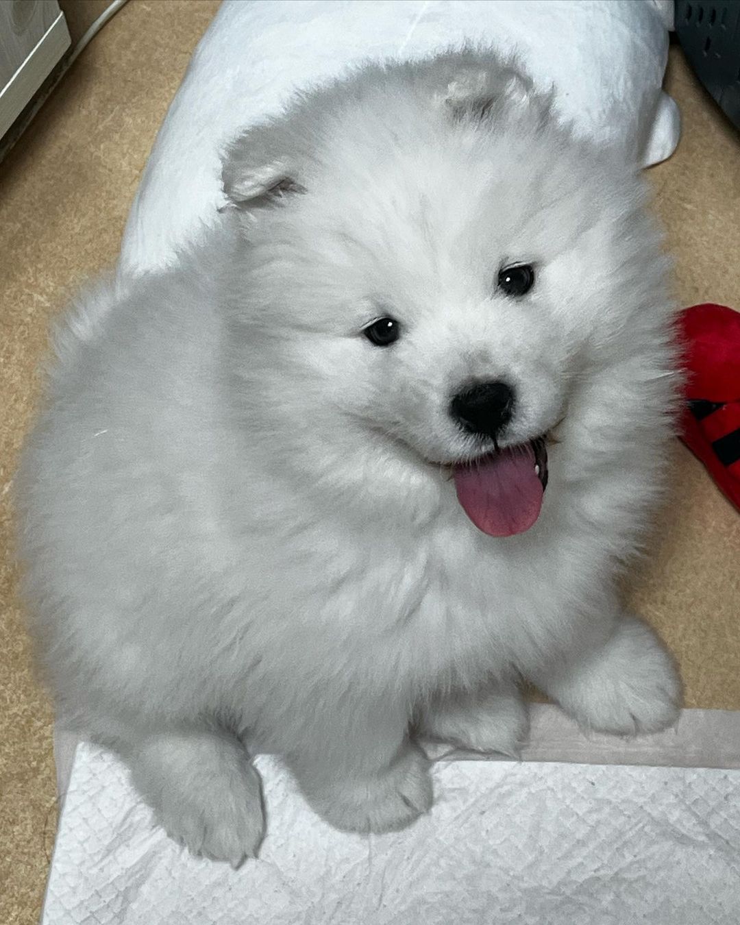 Samoyed Puppies For Sale