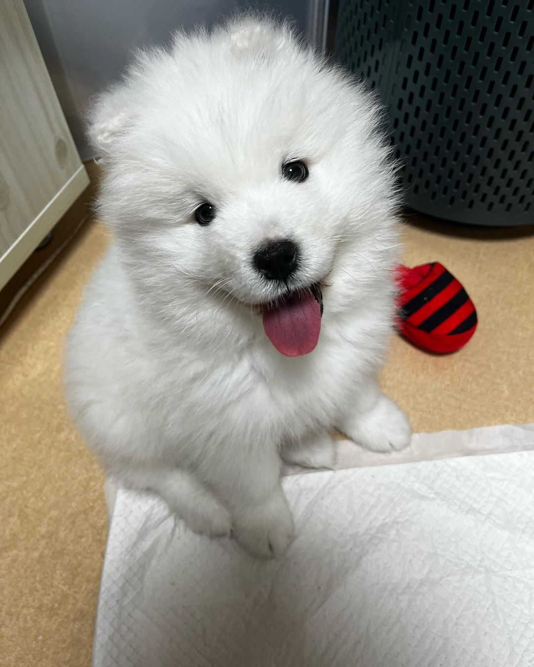 Samoyed Puppies For Sale