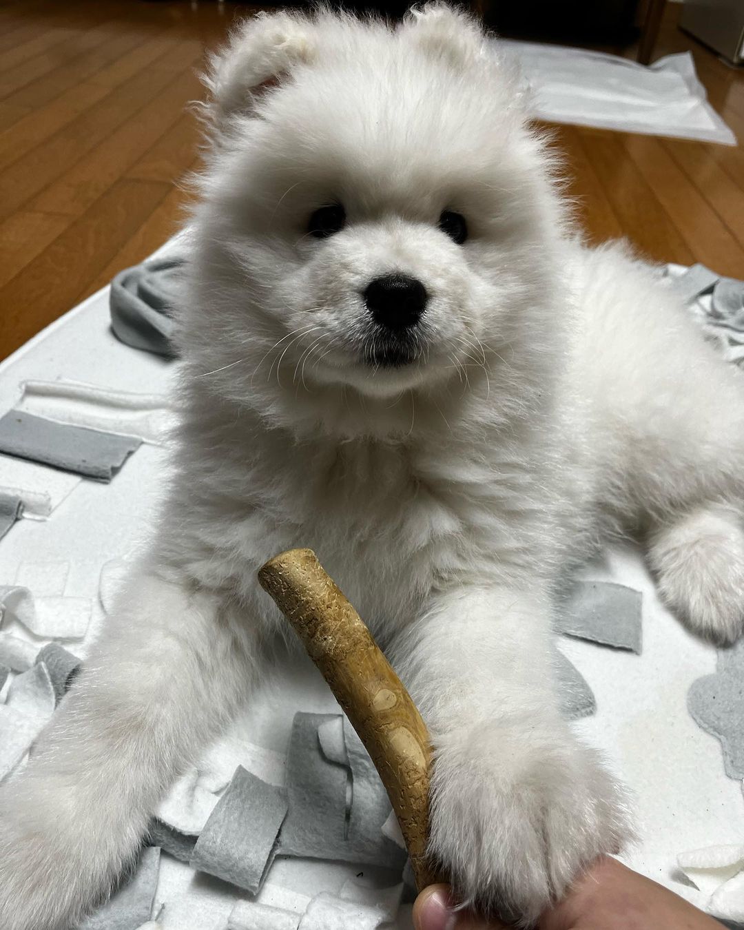 Samoyed Puppies For Sale
