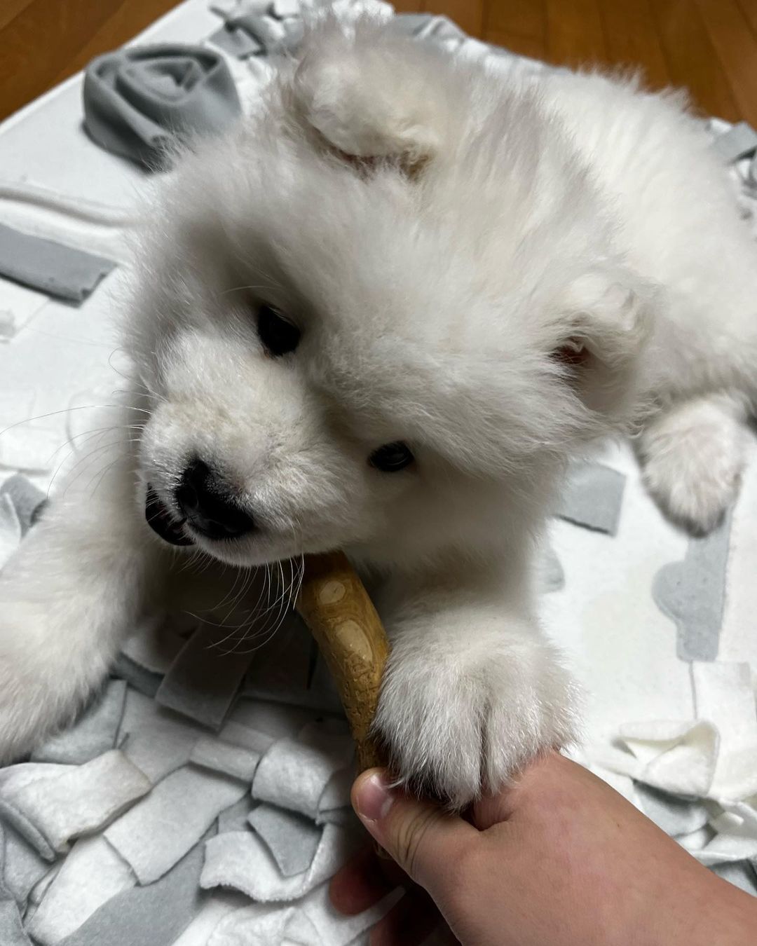 Samoyed Puppies For Sale