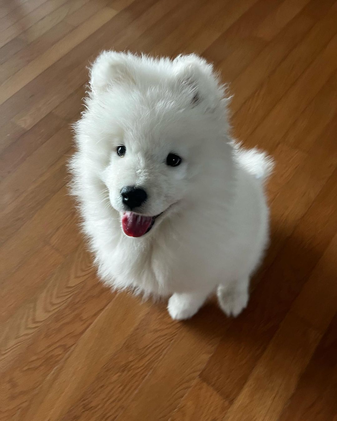 Samoyed Puppies For Sale