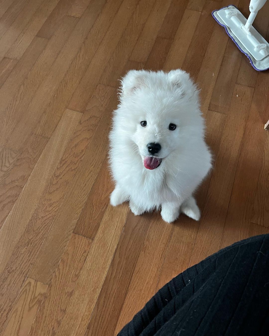 Samoyed Puppies For Sale