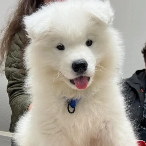 Samoyed Puppy For Sale